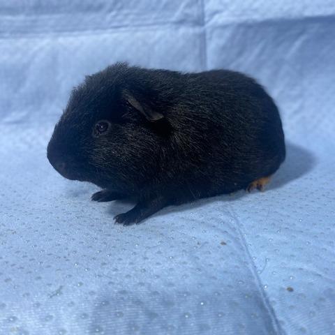 Enlarge Harry, a Adoptable Rat in Winston-Salem, NC image 1/1