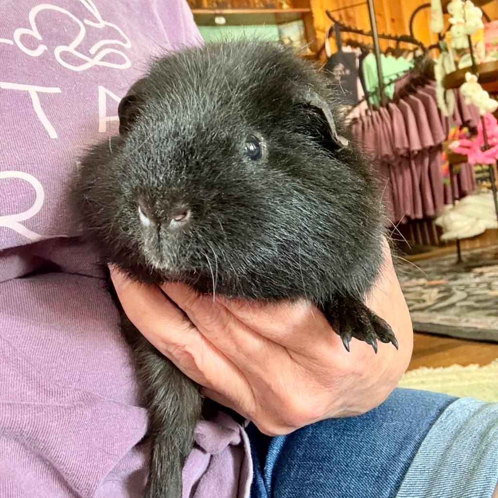 Enlarge Harry, a Adoptable Rat in Colfax, NC image 2/2