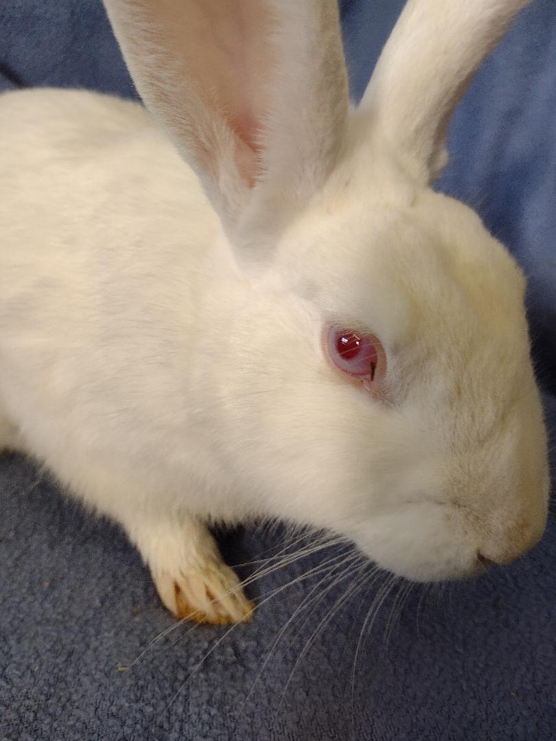 Enlarge Colwyn, a Adoptable New Zealand in Plymouth, MI image 2/2