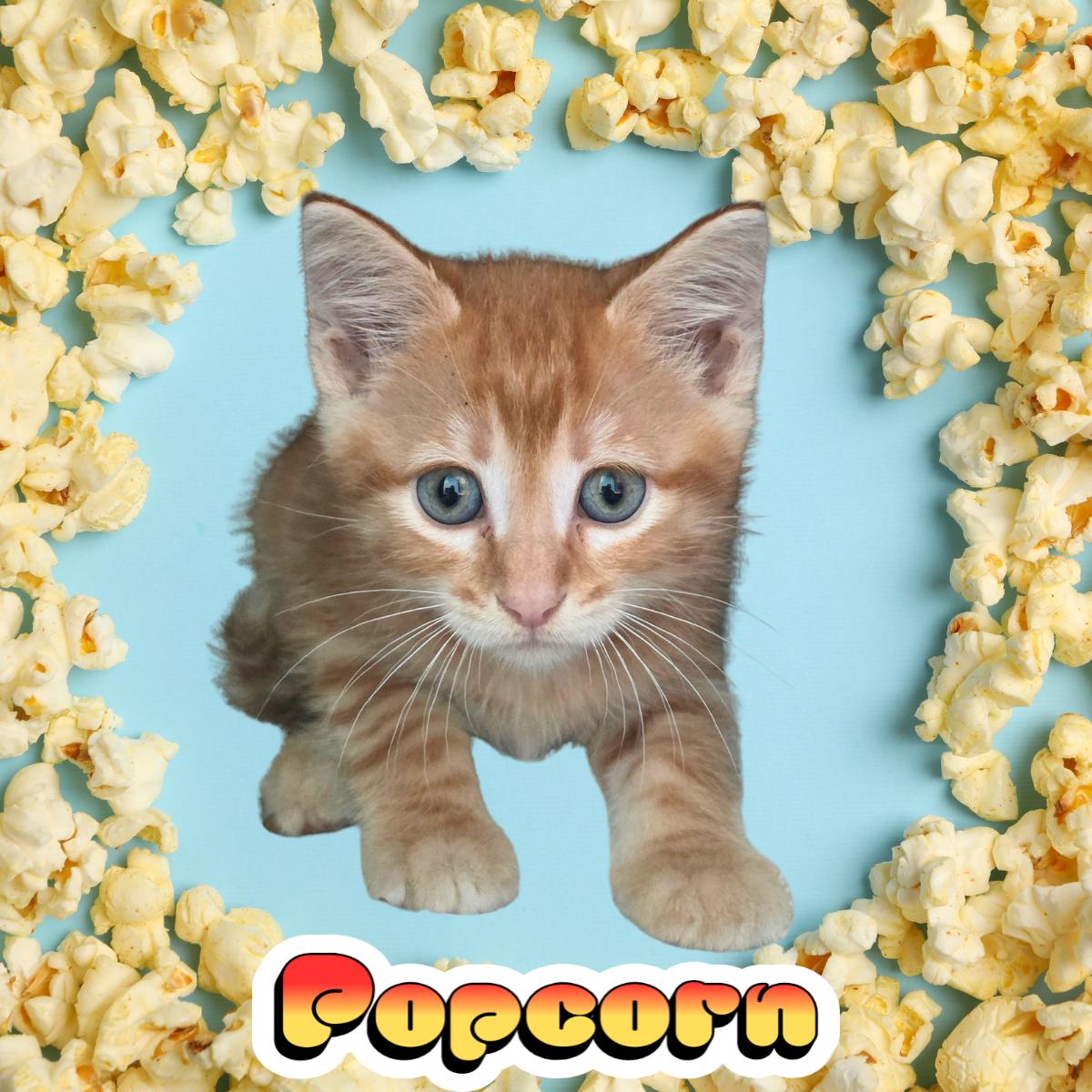 Enlarge Popcorn, a ADOPTABLE Domestic Short Hair in South Padre Island, TX image 1/1