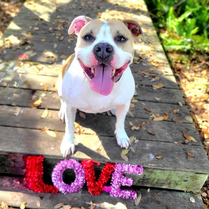 Luna aka Loony Tunes, a Adoptable Mixed Breed in Port Charlotte, FL image 1/6