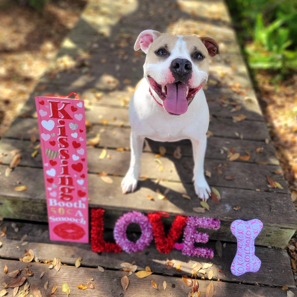 Luna aka Loony Tunes, a Adoptable Mixed Breed in Port Charlotte, FL image 2/6