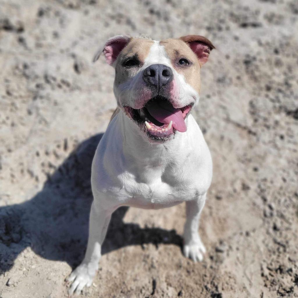 Luna aka Loony Tunes, a Adoptable Mixed Breed in Port Charlotte, FL image 3/6