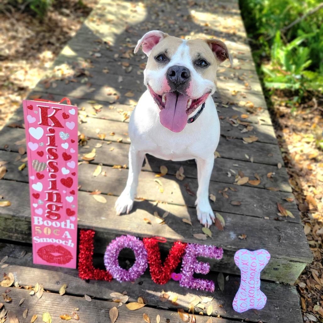 Luna aka Loony Tunes, a Adoptable Mixed Breed in Port Charlotte, FL image 5/6