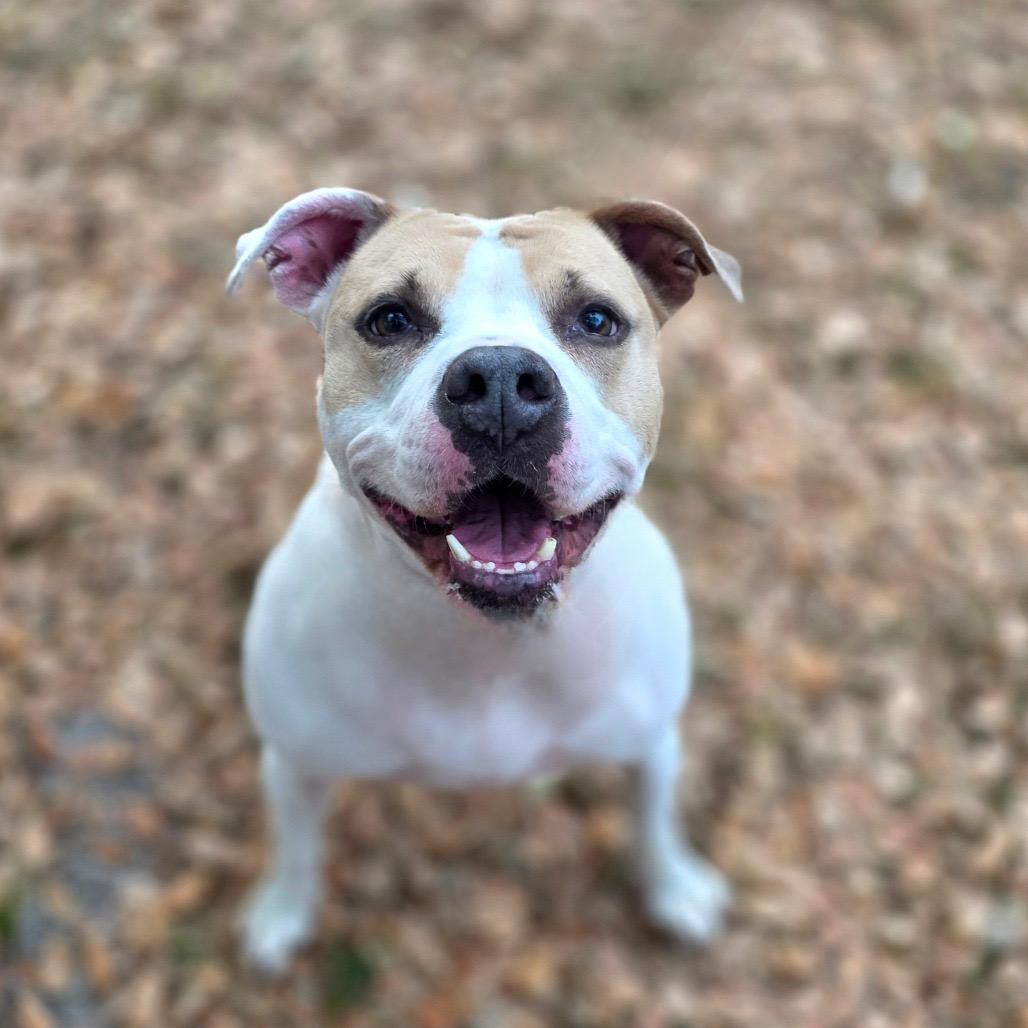 Enlarge Luna aka Loony Tunes, a Adoptable Mixed Breed in Port Charlotte, FL image 6/6