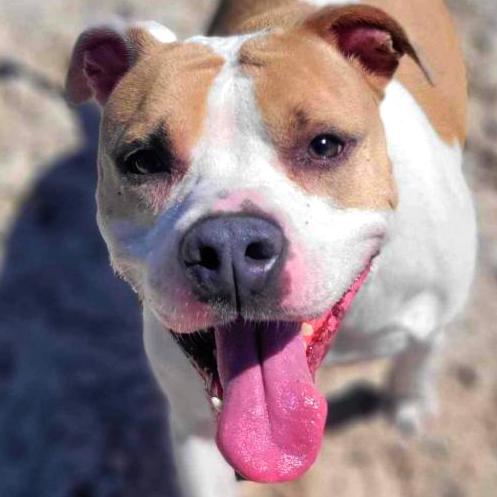 Luna aka Loony Tunes, a Adoptable Mixed Breed in Port Charlotte, FL image 6/6