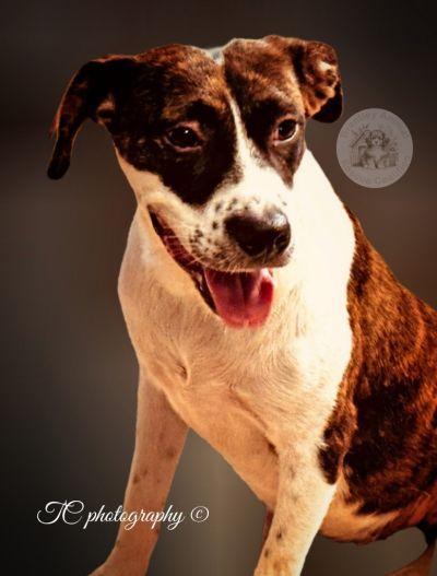Enlarge Kari, a Adoptable mixed breed in Jacksonville, FL image 1/1