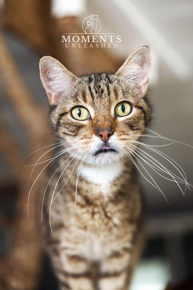 Enlarge Brownie, a ADOPTABLE Domestic Short Hair in Myakka City, FL image 1/6