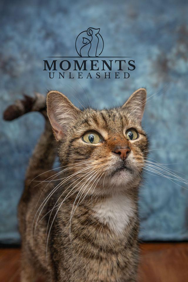 Enlarge Brownie, a ADOPTABLE Domestic Short Hair in Myakka City, FL image 2/4