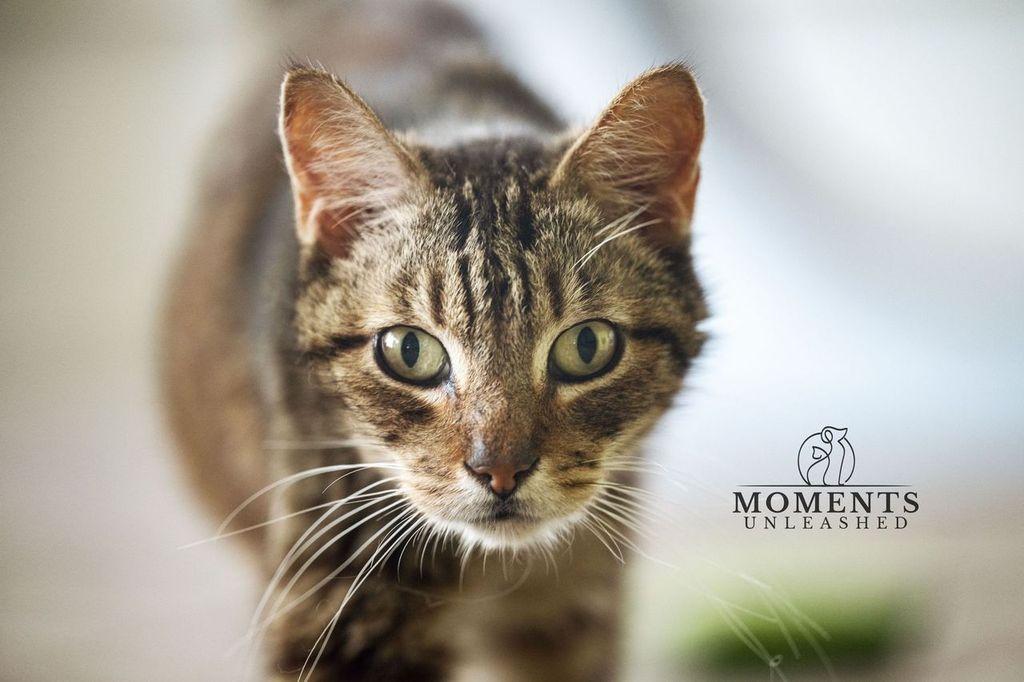 Enlarge Brownie, a ADOPTABLE Domestic Short Hair in Myakka City, FL image 2/6