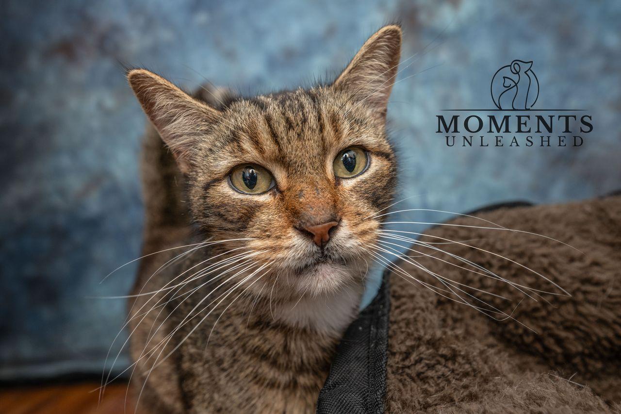 Brownie, ADOPTABLE, Senior Male Domestic Short Hair.