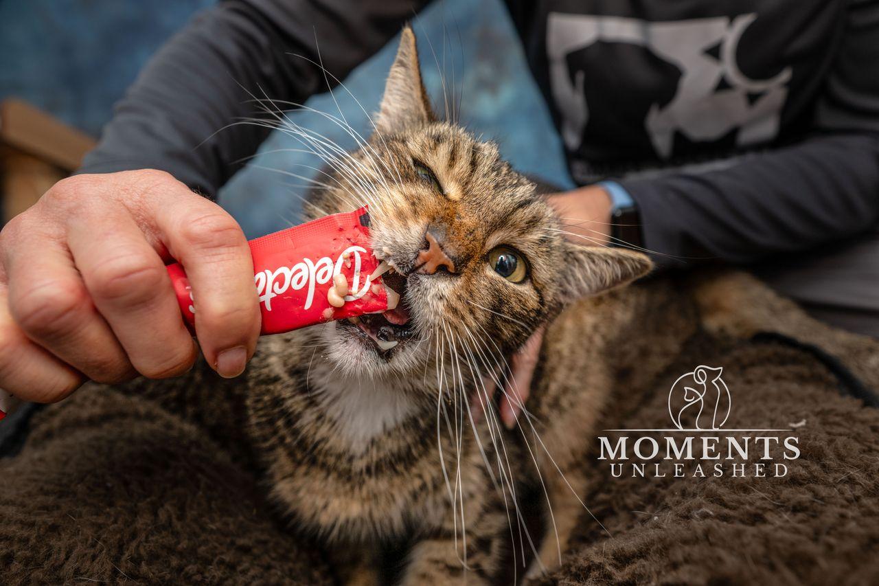 Enlarge Brownie, a ADOPTABLE Domestic Short Hair in Myakka City, FL image 4/4