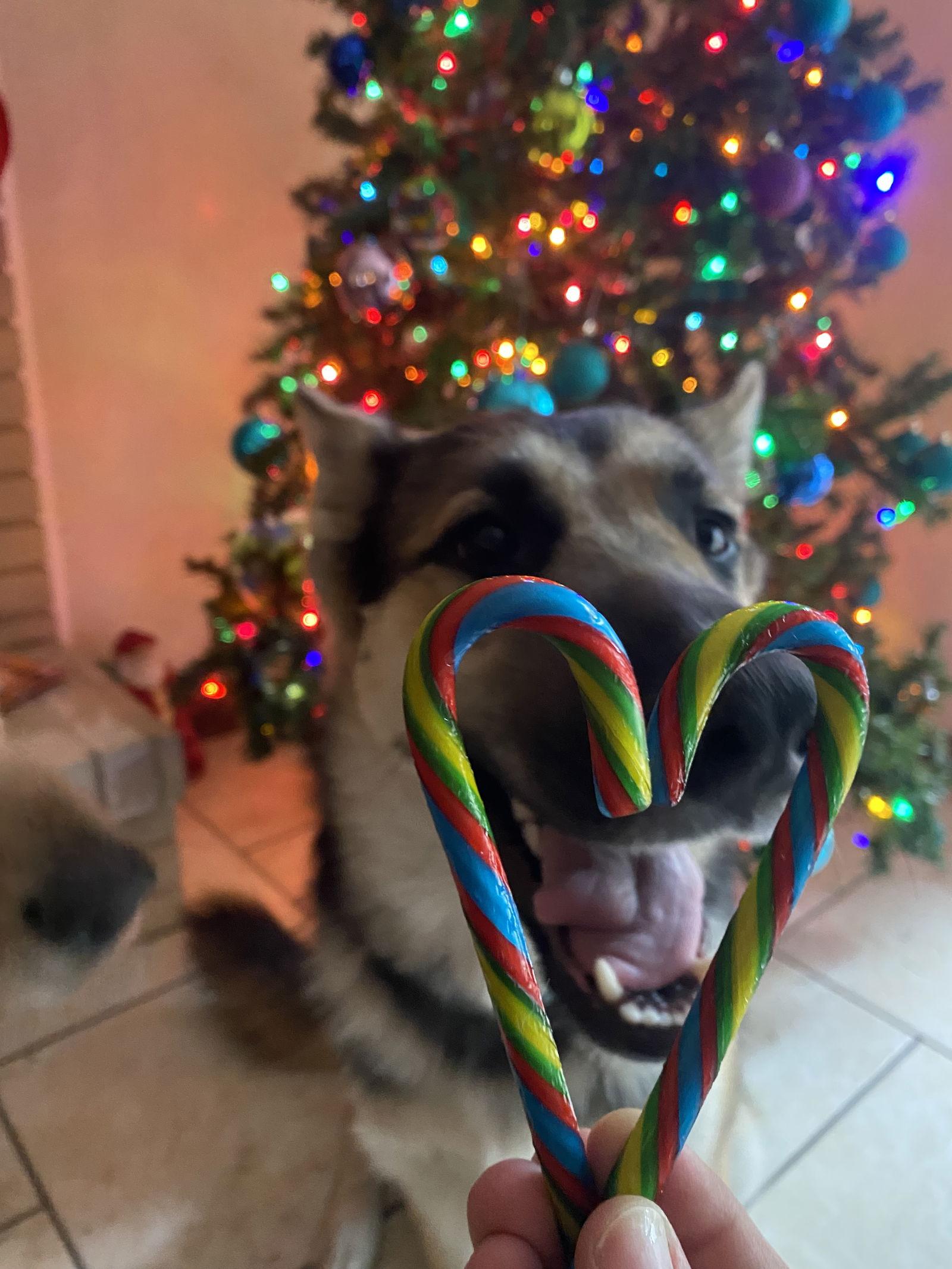 Harry Pawter, a Adoptable German Shepherd Dog in Palm Harbor, FL image 2/2