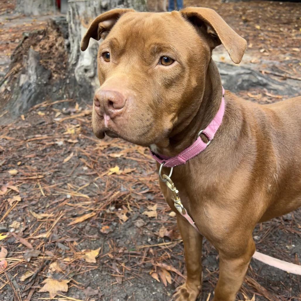 Coco @ Foster, Adoptable, Adult Male Mixed Breed.