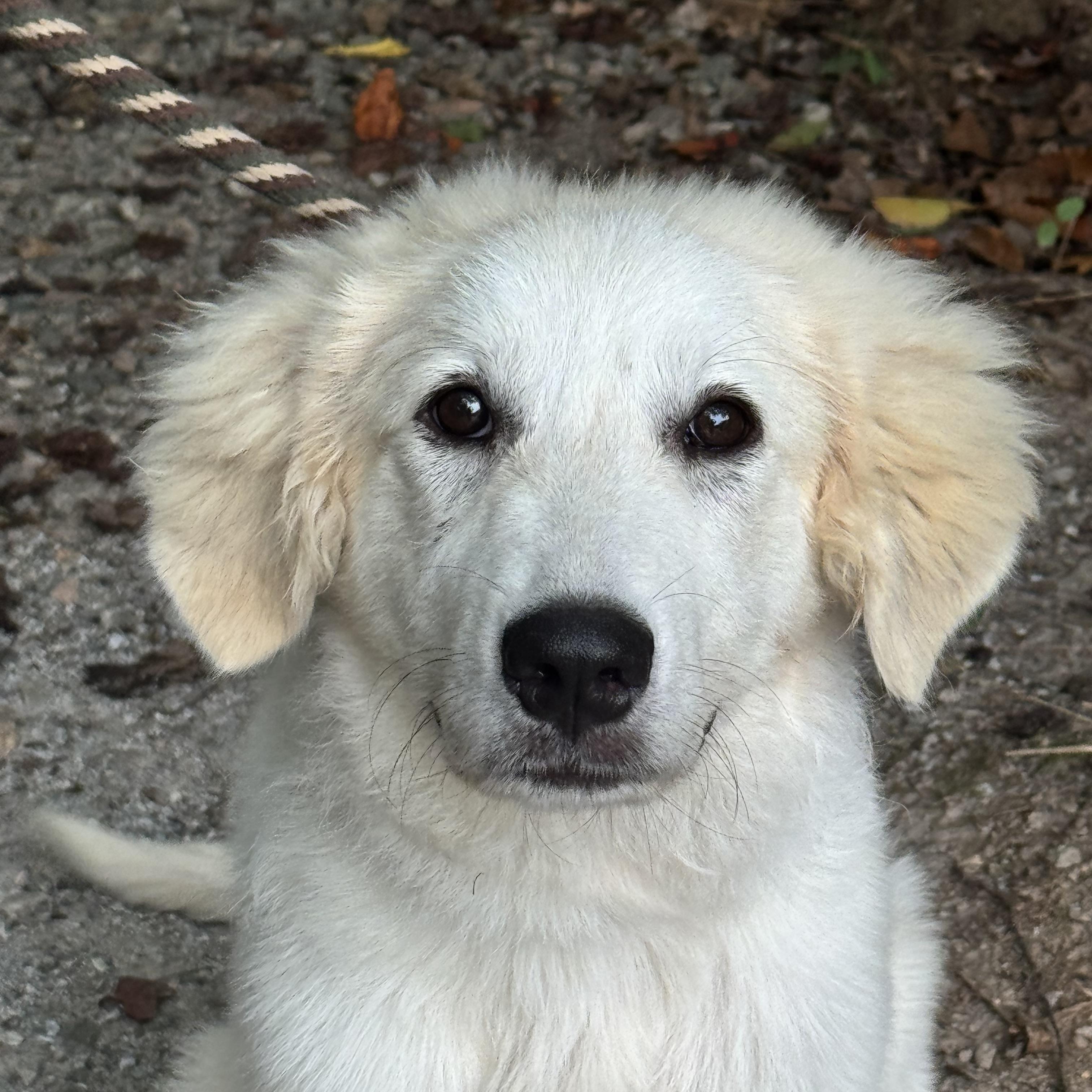 Enlarge Clover, a Adoptable mixed breed in Richmond, VA image 6/6