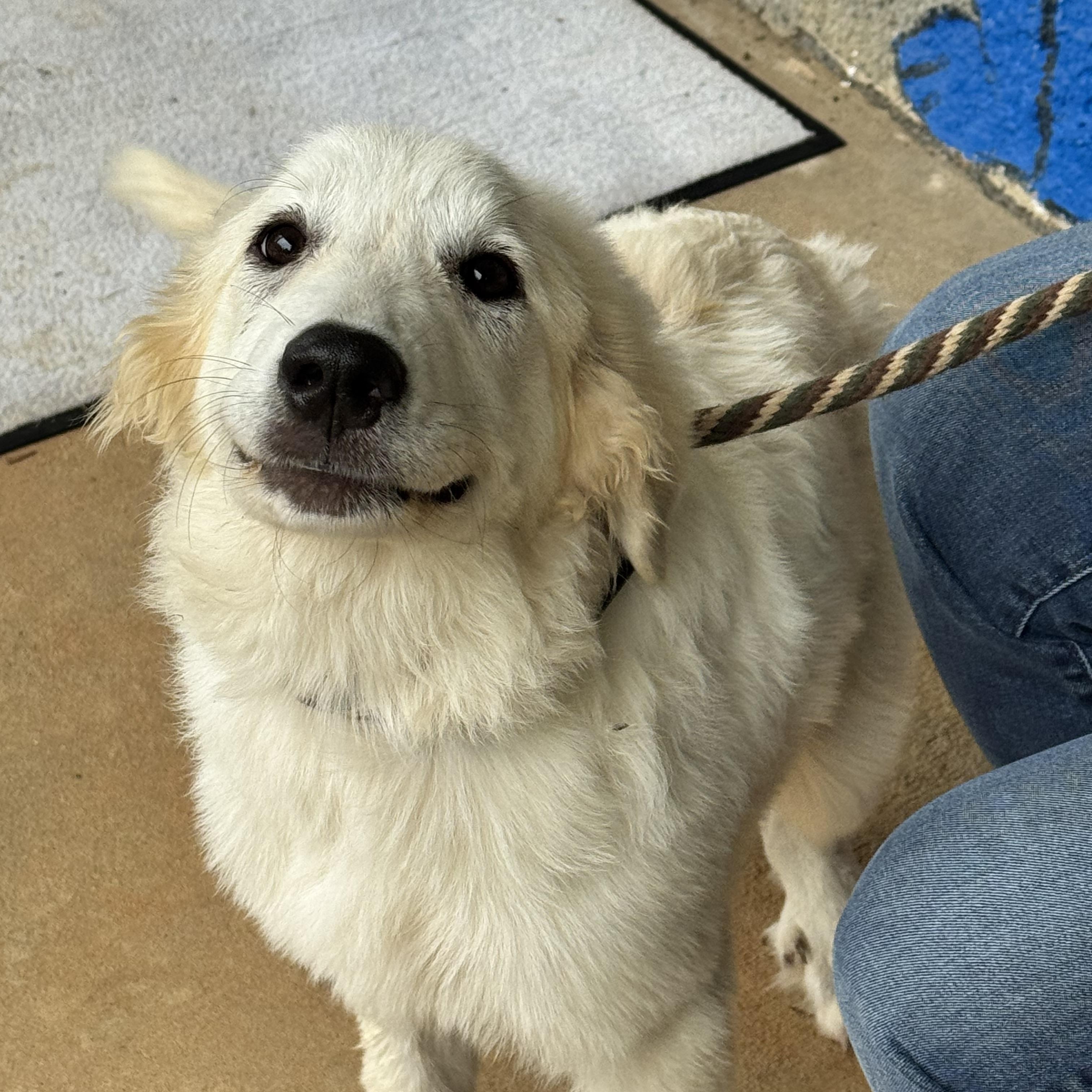 Enlarge Clover, a Adoptable mixed breed in Richmond, VA image 3/6