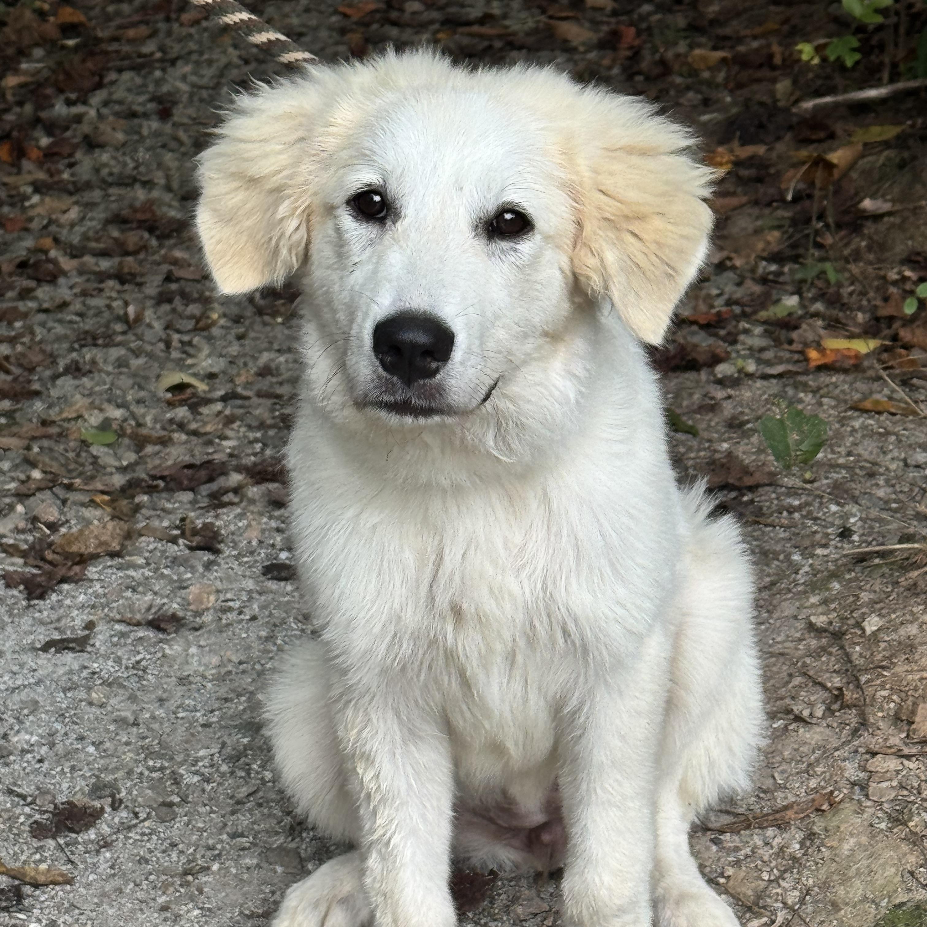 Clover, Adoptable, Young Female Great Pyrenees.