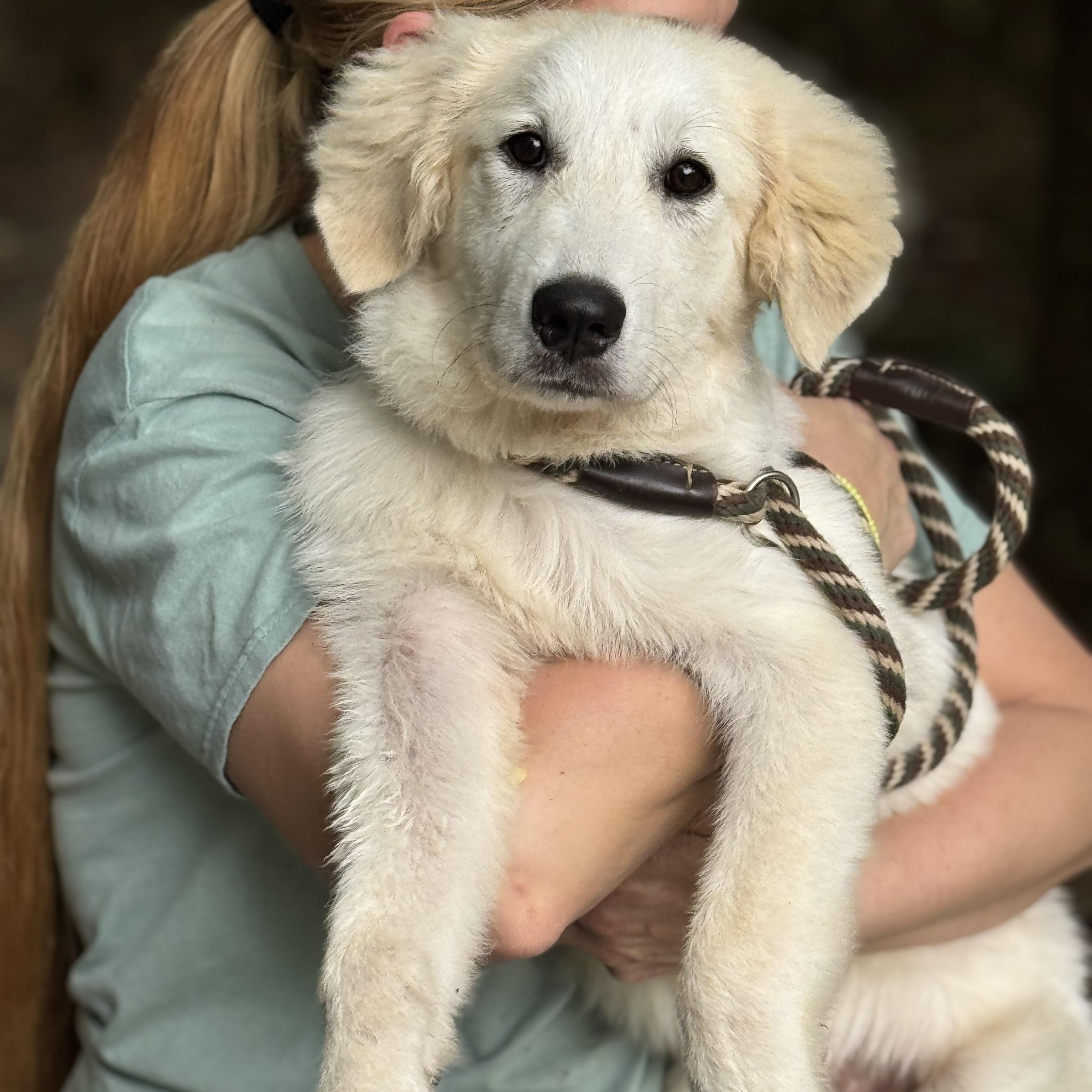 Enlarge Clover, a Adoptable mixed breed in Richmond, VA image 2/6