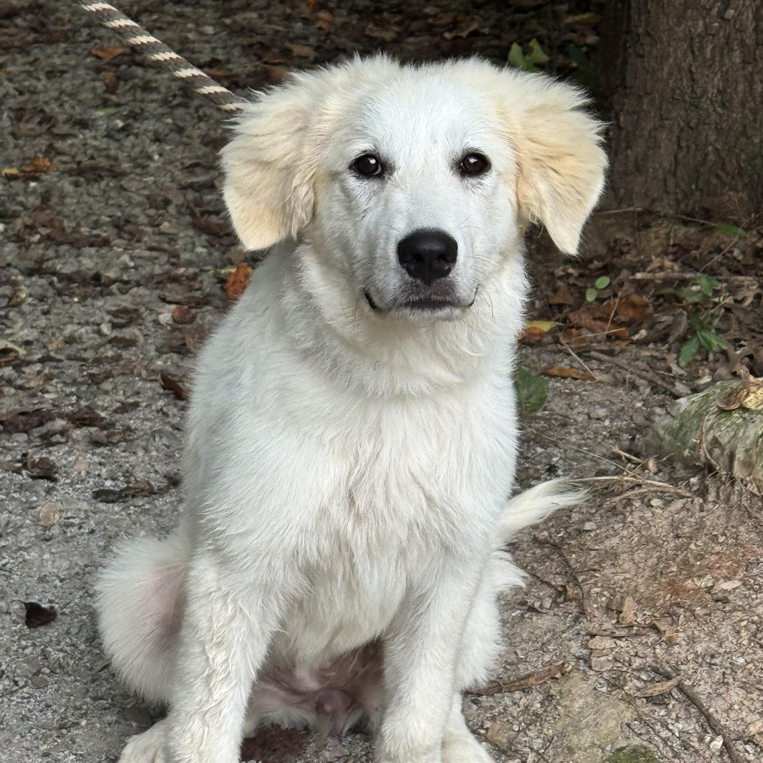 Enlarge Clover, a Adoptable mixed breed in Richmond, VA image 5/6
