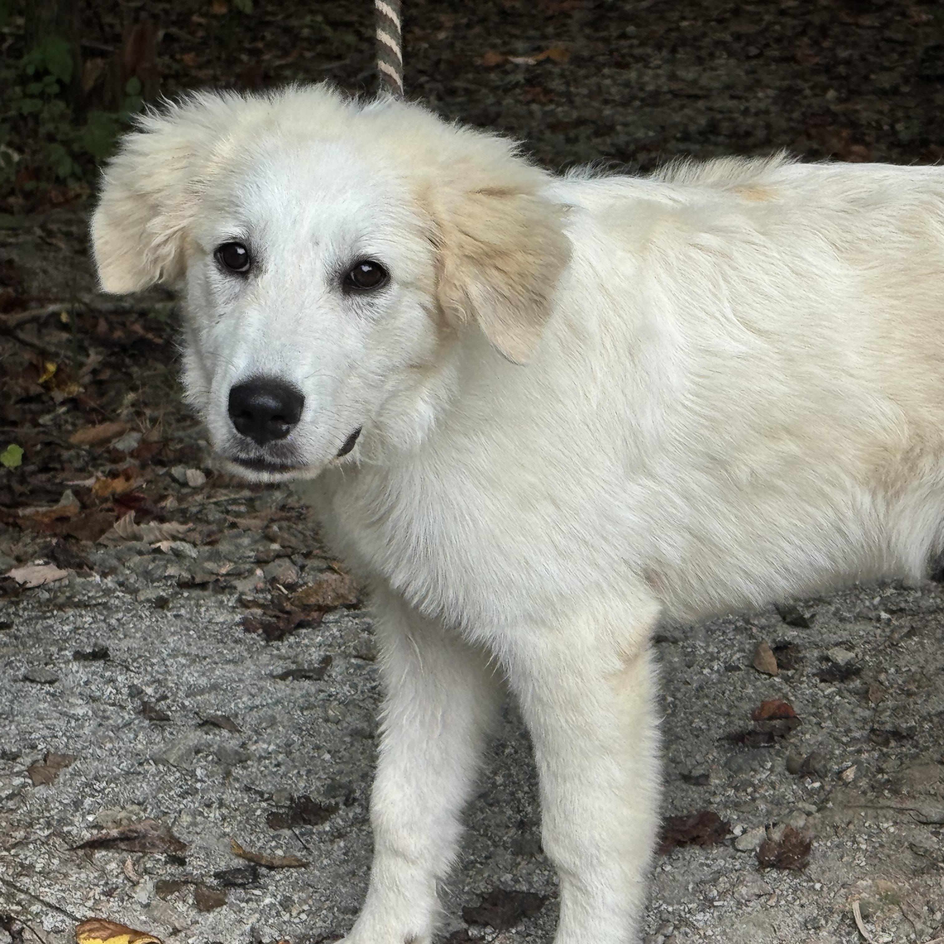 Enlarge Clover, a Adoptable mixed breed in Richmond, VA image 4/6