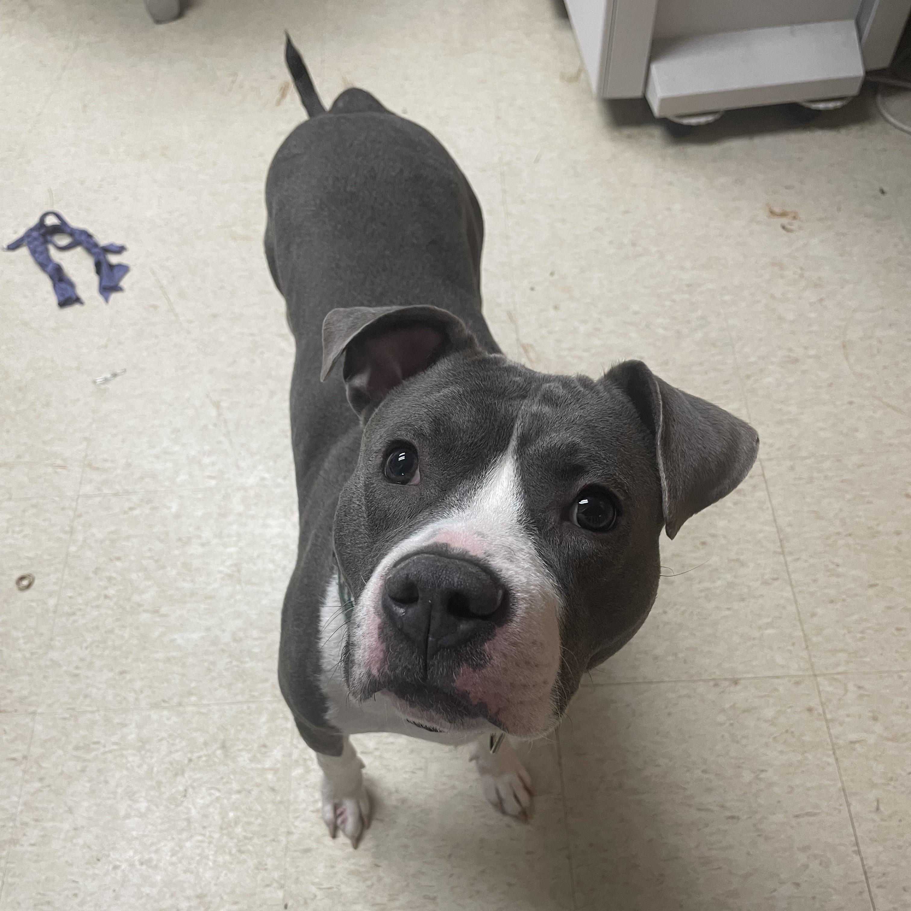 Tippy-toes, Adopted, Adult Male Pit Bull Terrier.