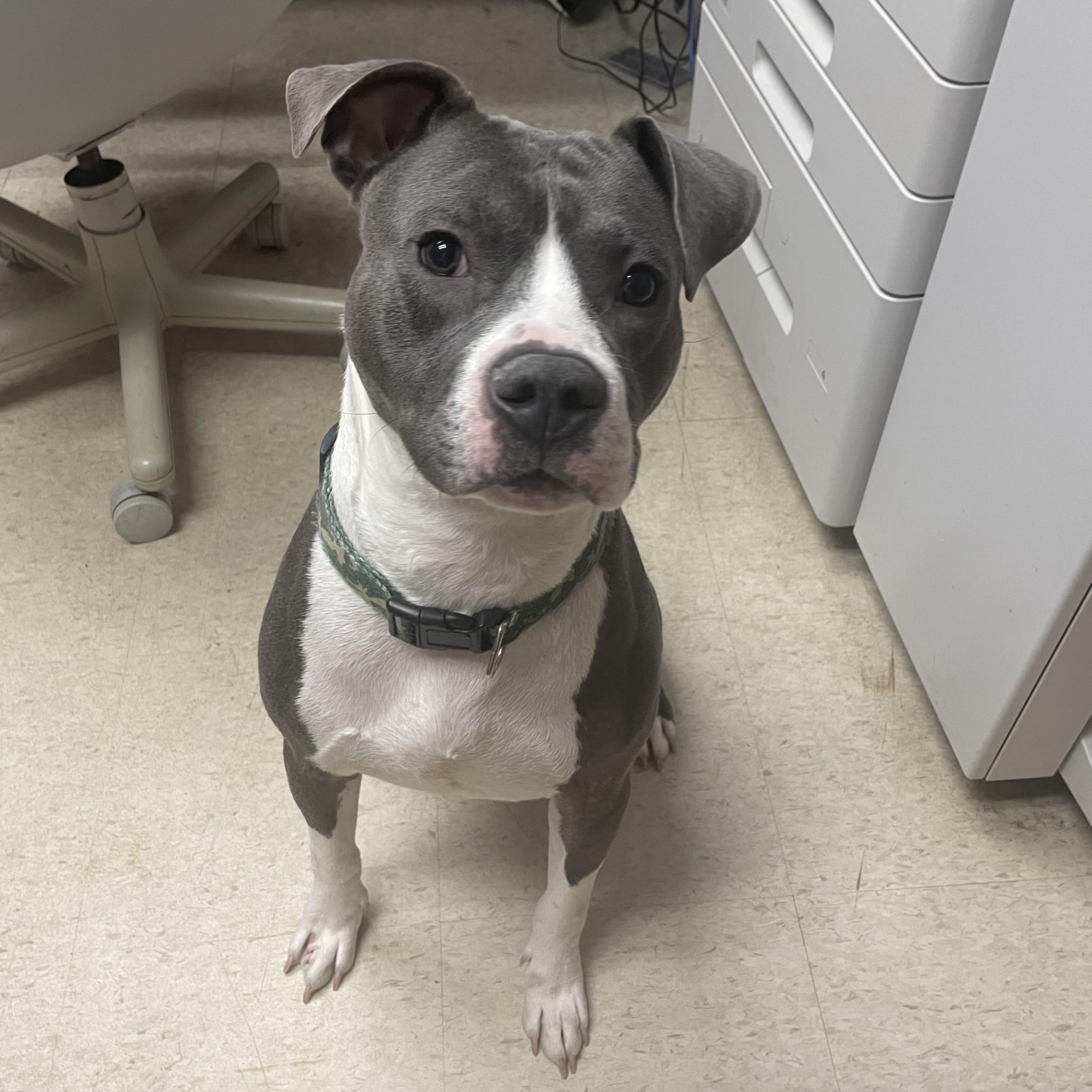 Enlarge Tippy-toes, a Adopted Pit Bull Terrier in Urbana, IL image 2/3