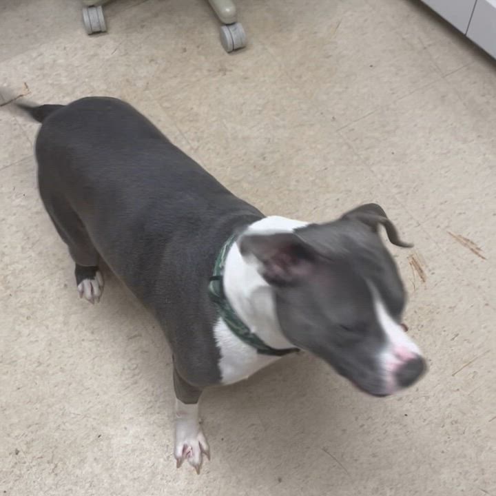 Enlarge Tippy-toes, a Adopted Pit Bull Terrier in Urbana, IL video 3/3
