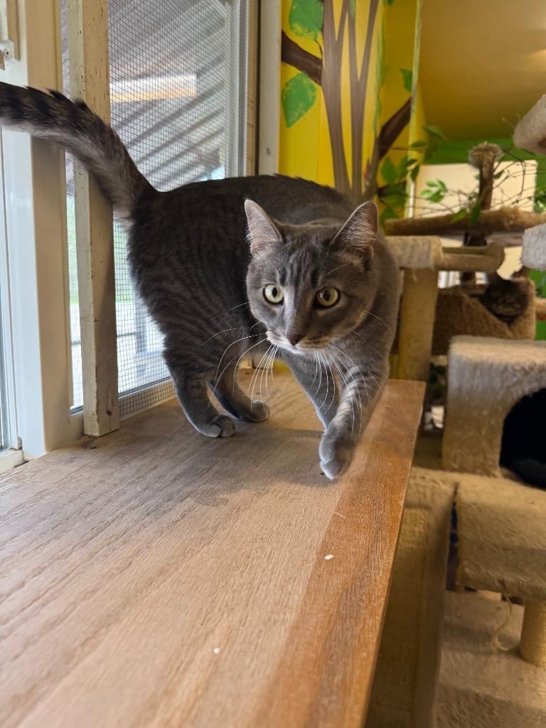 Midge, Adoptable, Young Female Domestic Short Hair.