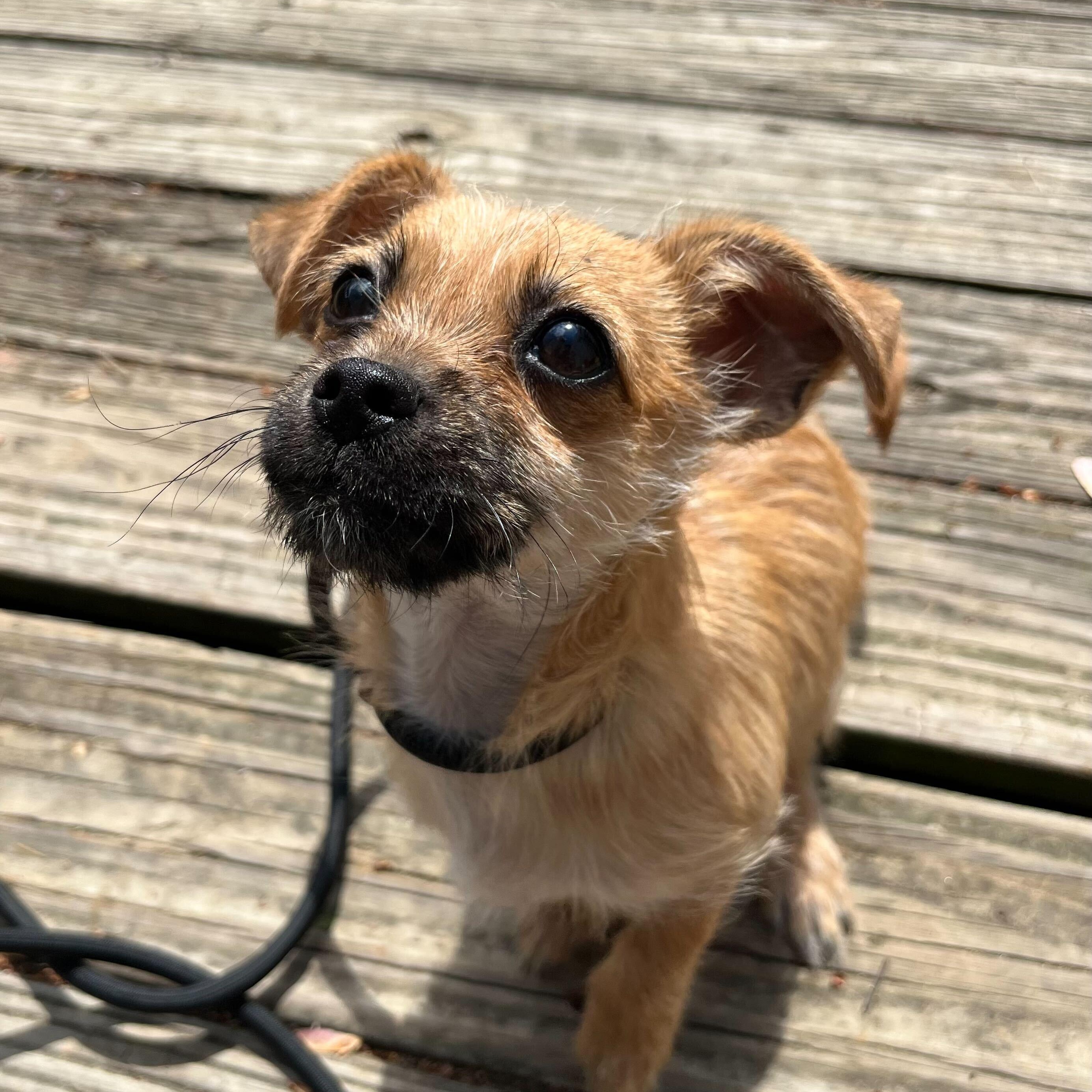 Deedee, an adopted Mixed Breed in Greensboro, NC image 1/2