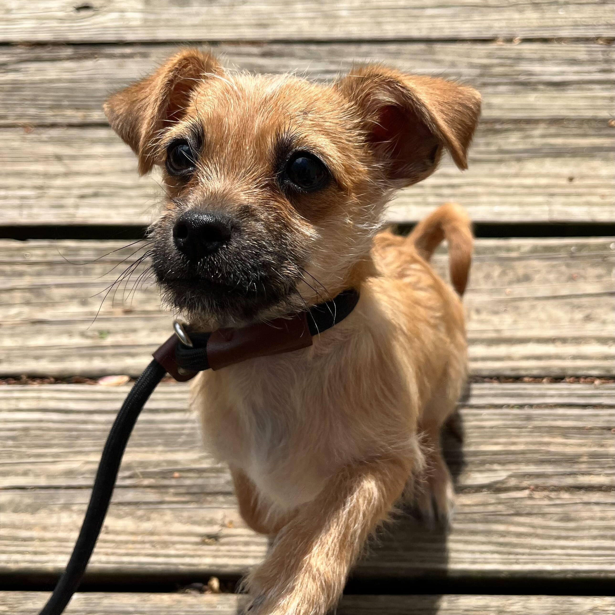 Deedee, an adopted Mixed Breed in Greensboro, NC image 2/2