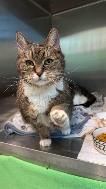 SHIRLEY, Adoptable, Senior Female Domestic Short Hair.