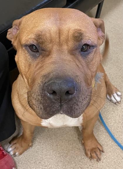 Enlarge Nala, a Adoptable mixed breed in Sanford, FL image 1/3