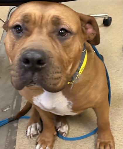 Enlarge Nala, a Adoptable mixed breed in Sanford, FL image 2/3