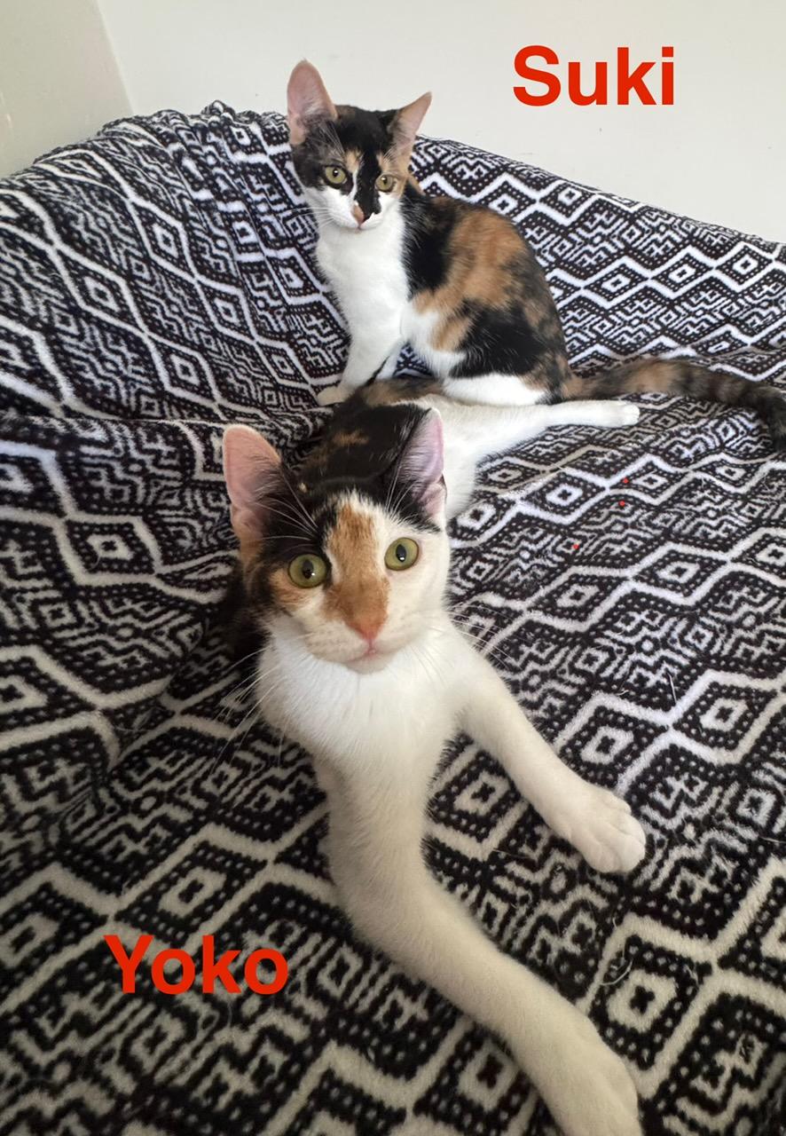 Suki & Yoko BONDED, Adoptable, Young Female Domestic Short Hair & Calico.
