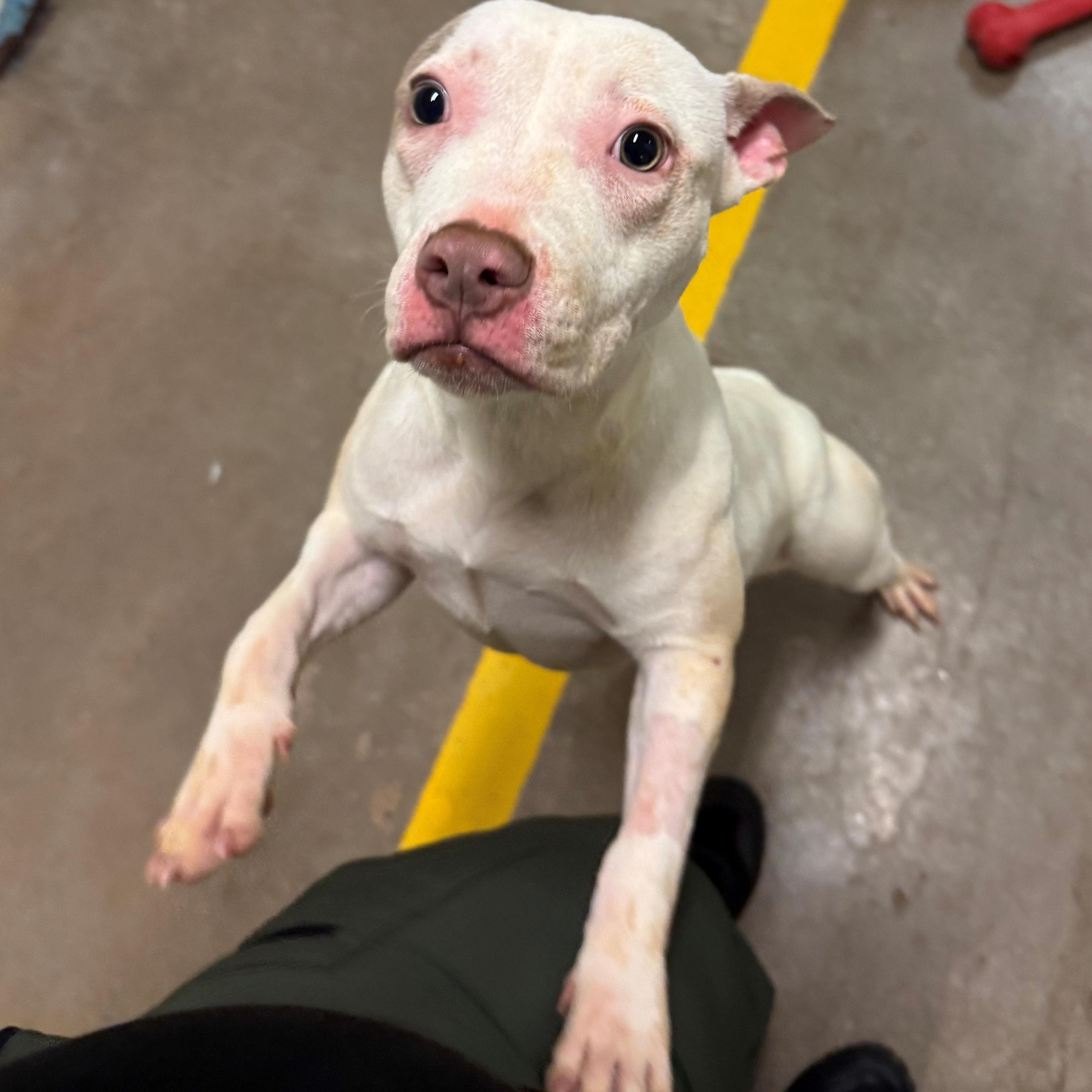 4084 Chloe, Adoptable, Young Female Pit Bull Terrier.