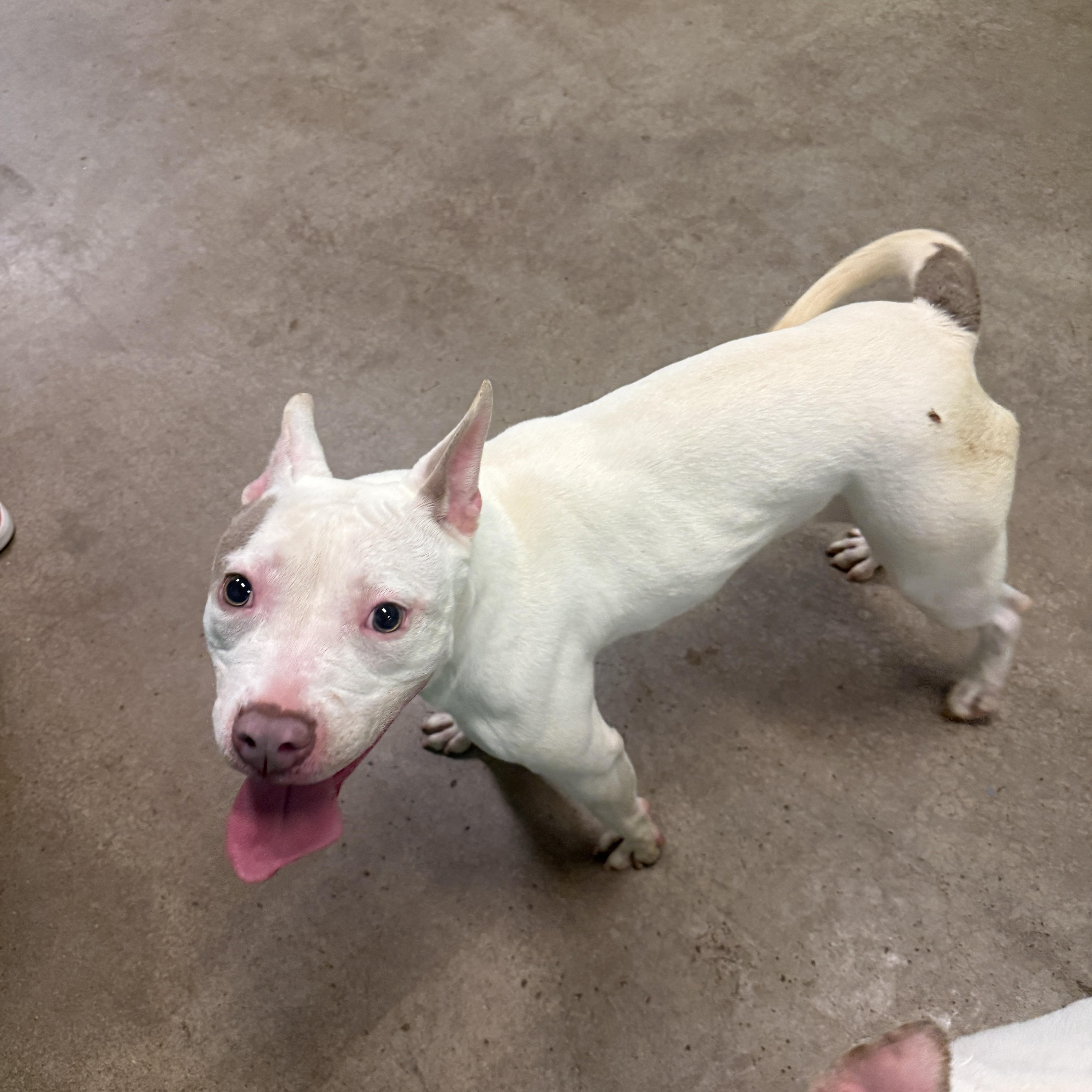 Enlarge 4084 Chloe, a Adoptable mixed breed in Phoenix, AZ image 4/5