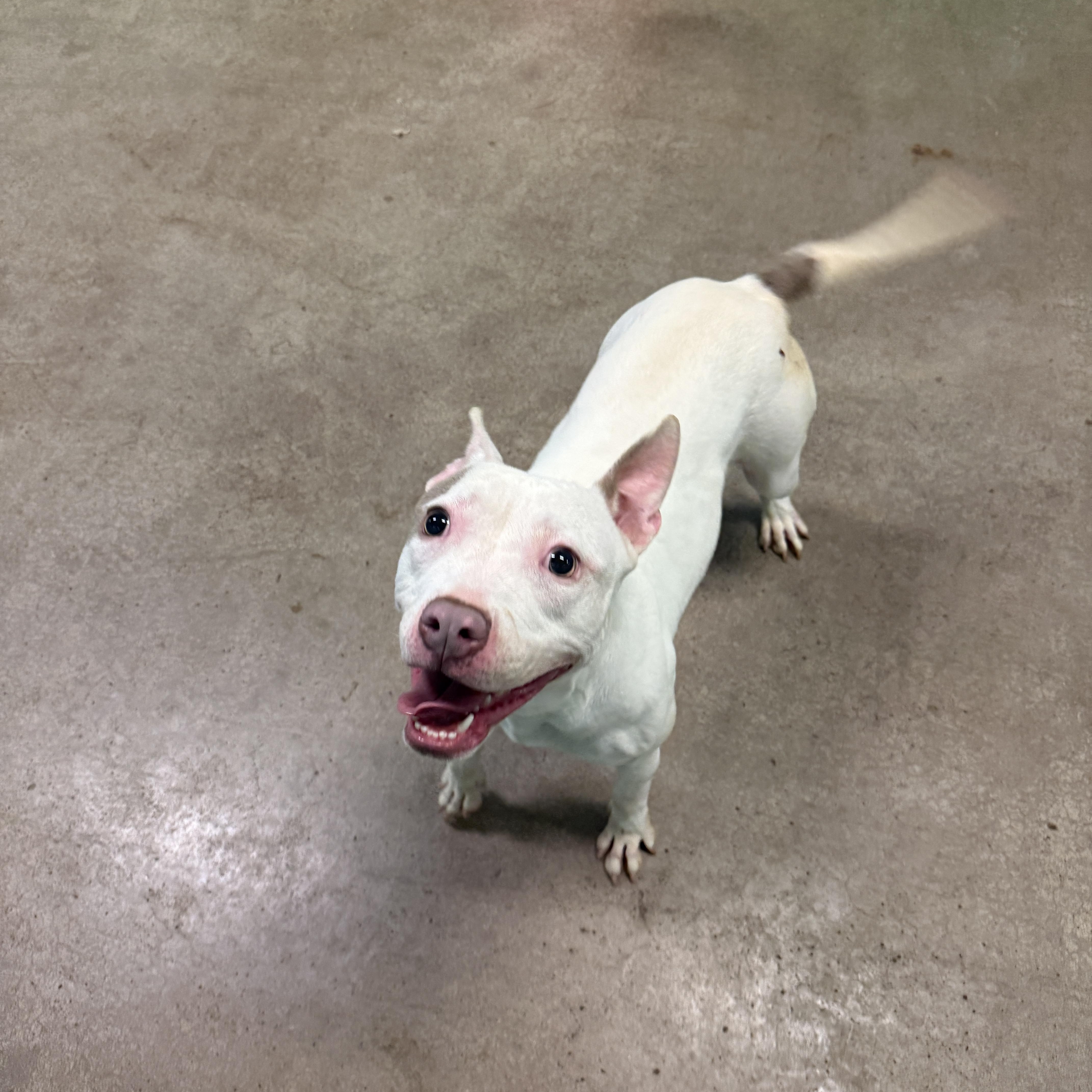 Enlarge 4084 Chloe, a Adoptable mixed breed in Phoenix, AZ image 3/5