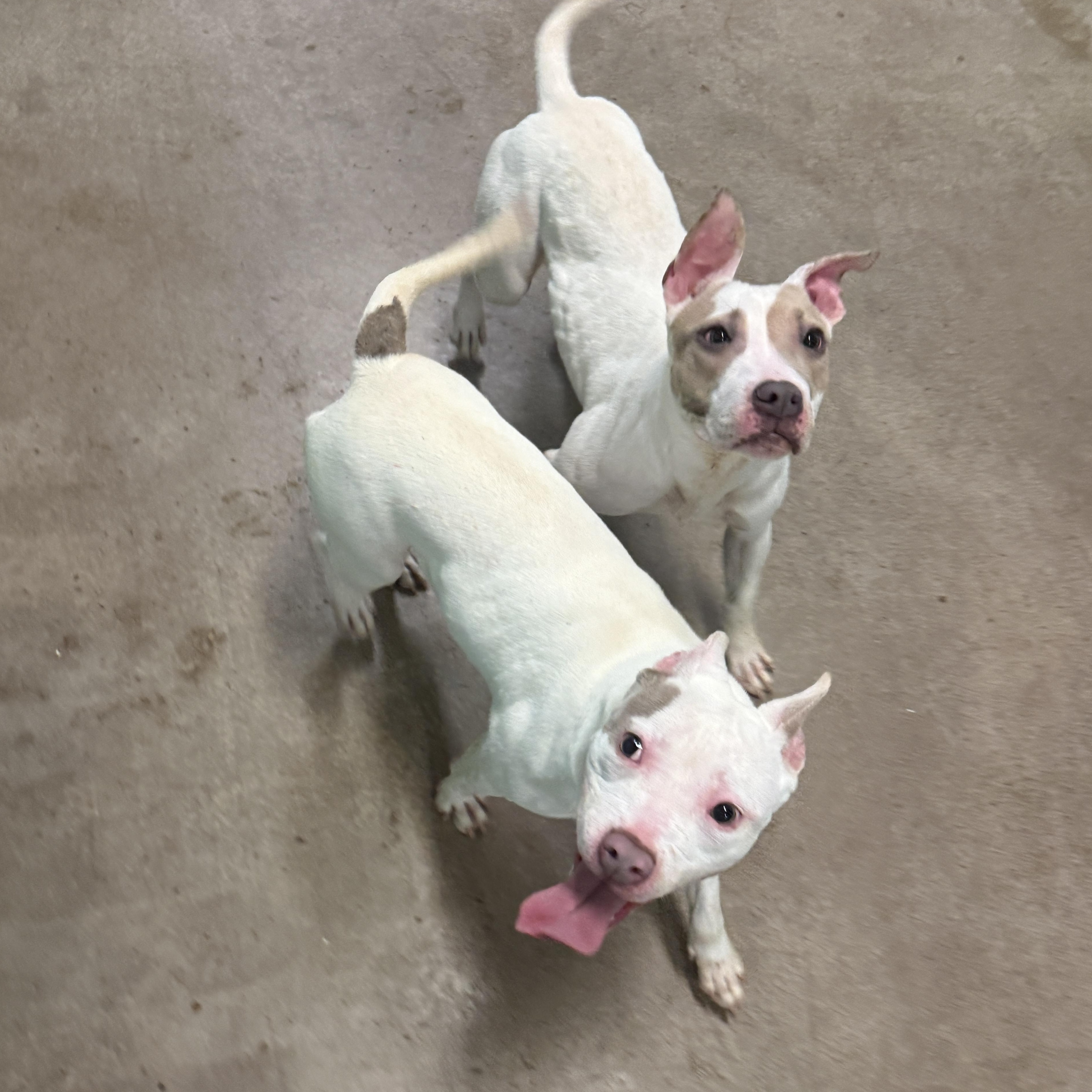 Enlarge 4084 Chloe, a Adoptable mixed breed in Phoenix, AZ image 5/5