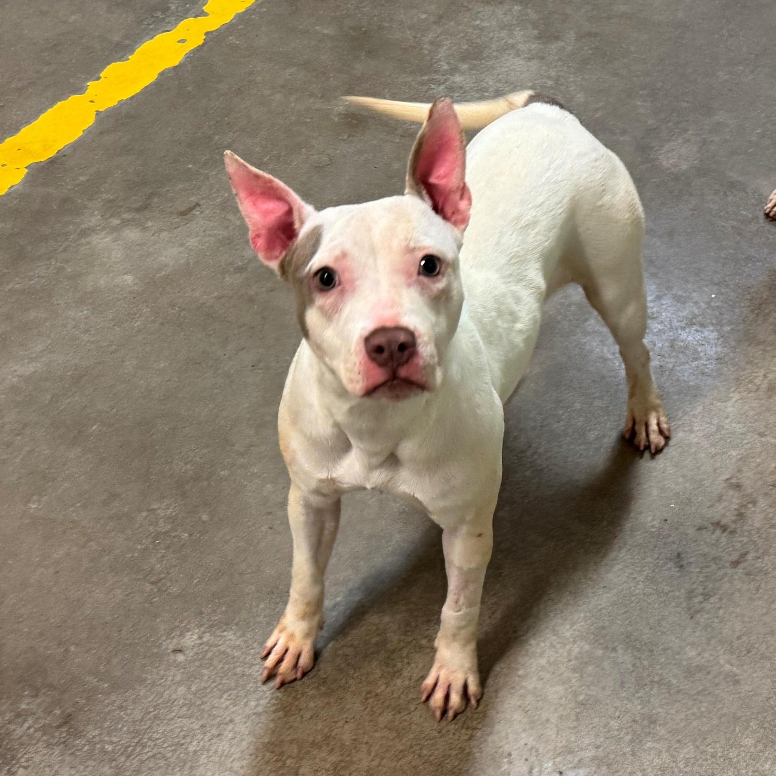 4084 Chloe, a Adoptable mixed breed in Phoenix, AZ image 2/2