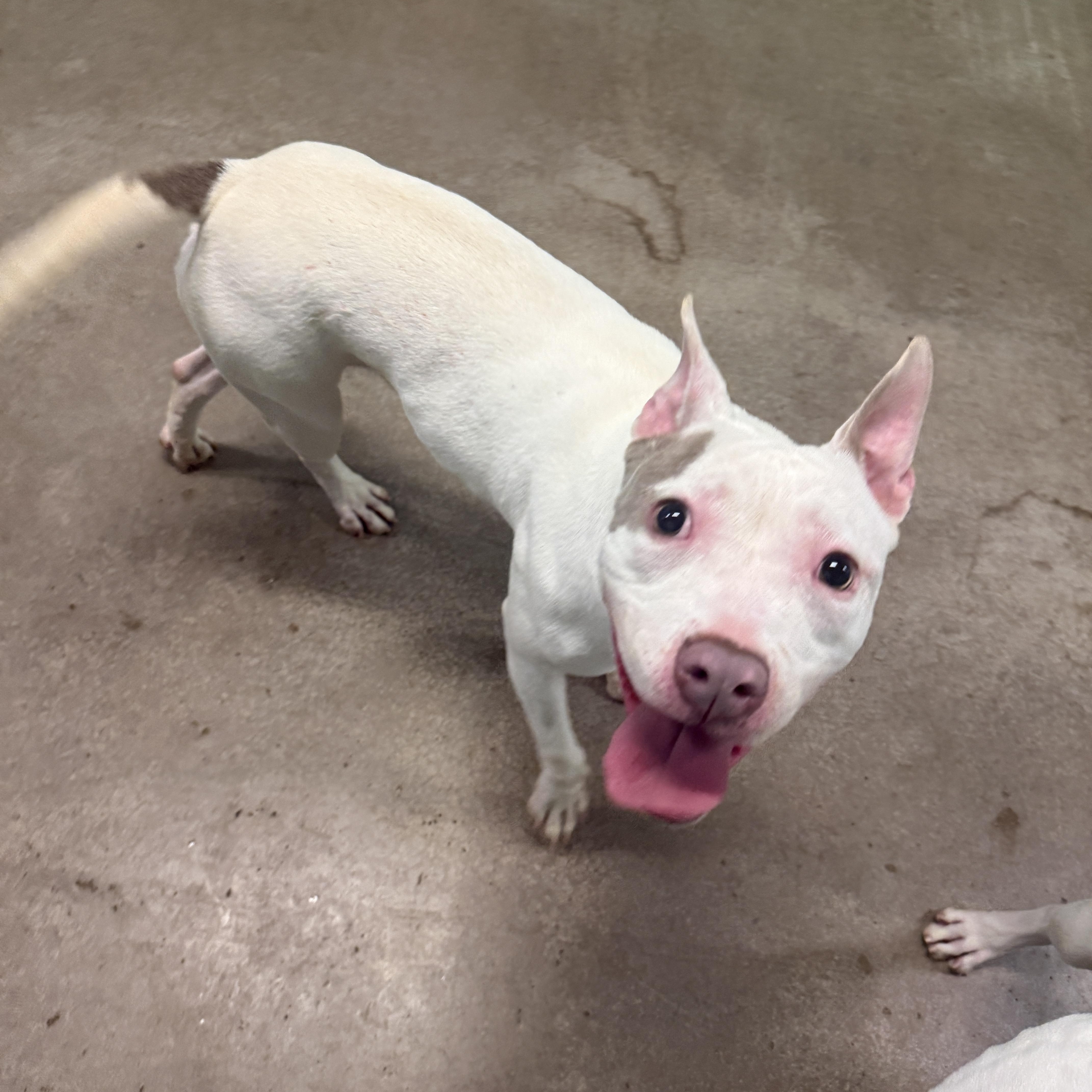 Enlarge 4084 Chloe, a Adoptable mixed breed in Phoenix, AZ image 2/5