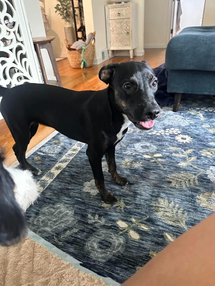 Enlarge Patsy, a Adoptable mixed breed in Syracuse, NY image 3/6