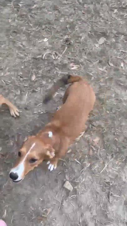 Enlarge Patsy, a Adoptable mixed breed in Syracuse, NY video 5/6