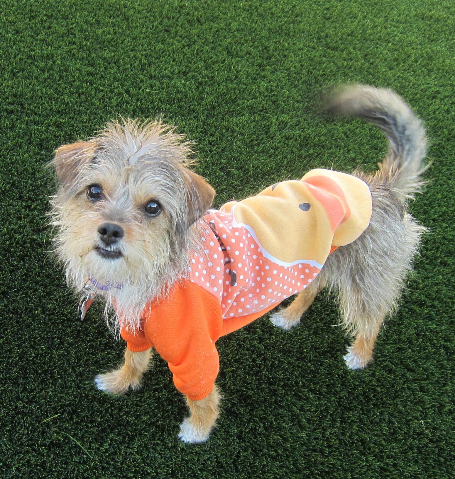 Raggedy Ann, Adoptable, Adult Female Yorkshire Terrier.