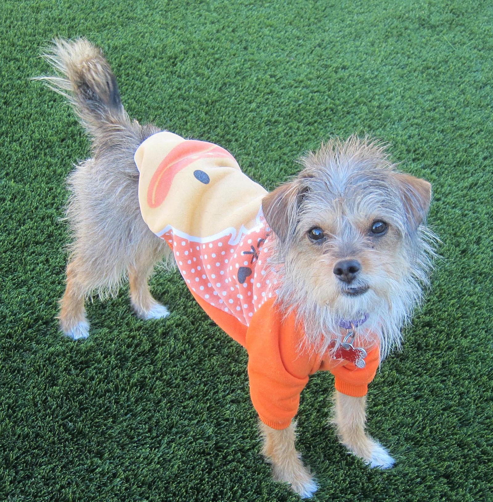 Raggedy Ann, a Adoptable Yorkshire Terrier in Palo Alto, CA image 5/5