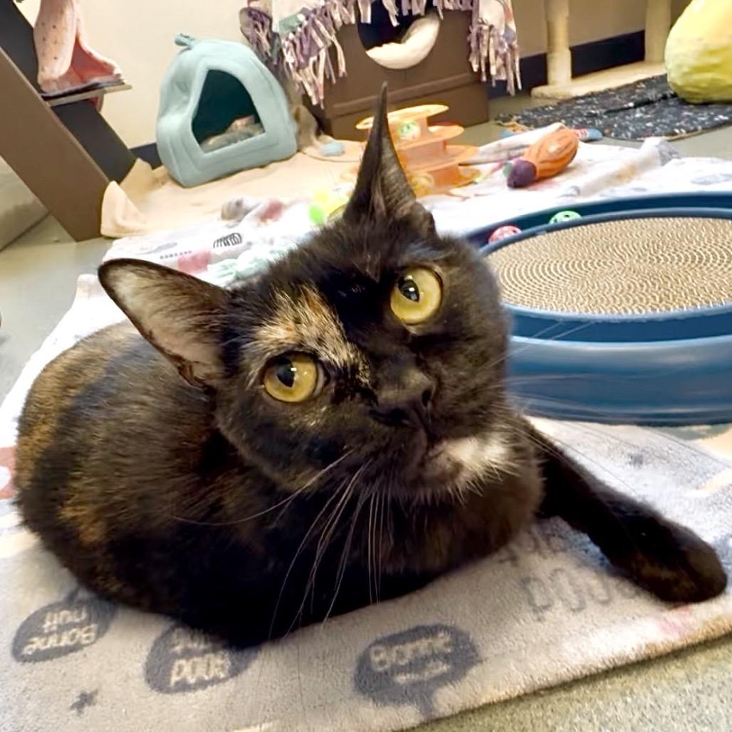 Enlarge Sabrina, a Adoptable Domestic Short Hair in West Palm Beach, FL image 1/4