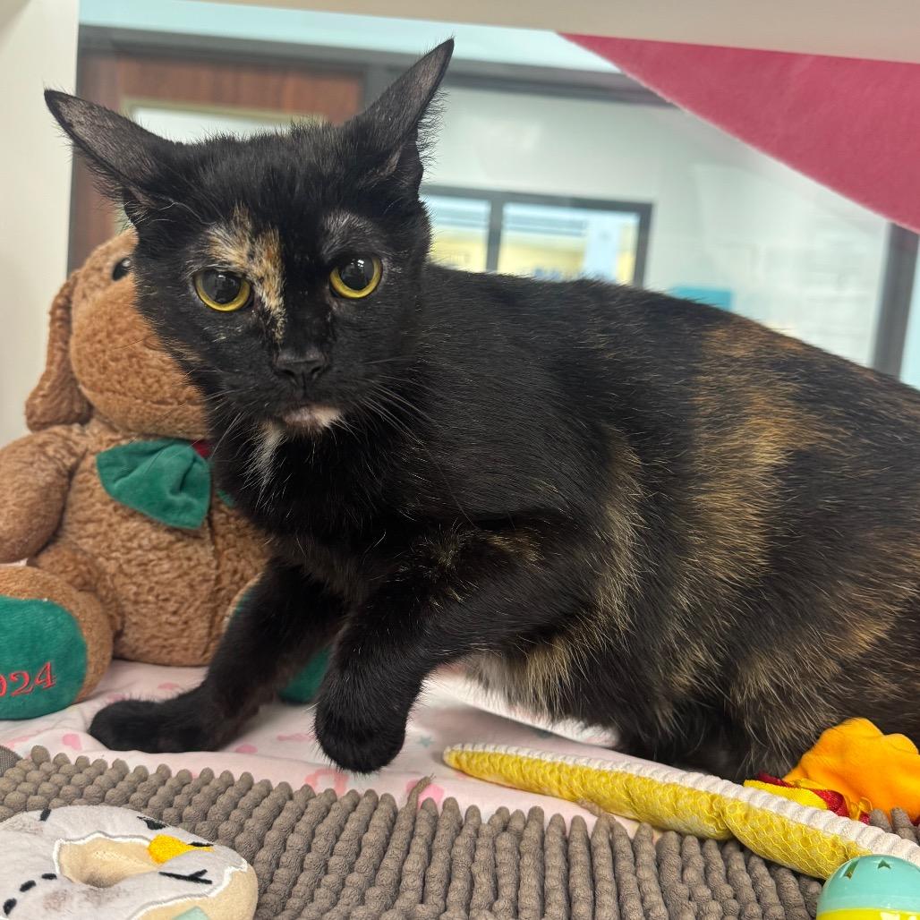 Enlarge Sabrina, a Adoptable Domestic Short Hair in West Palm Beach, FL image 2/4
