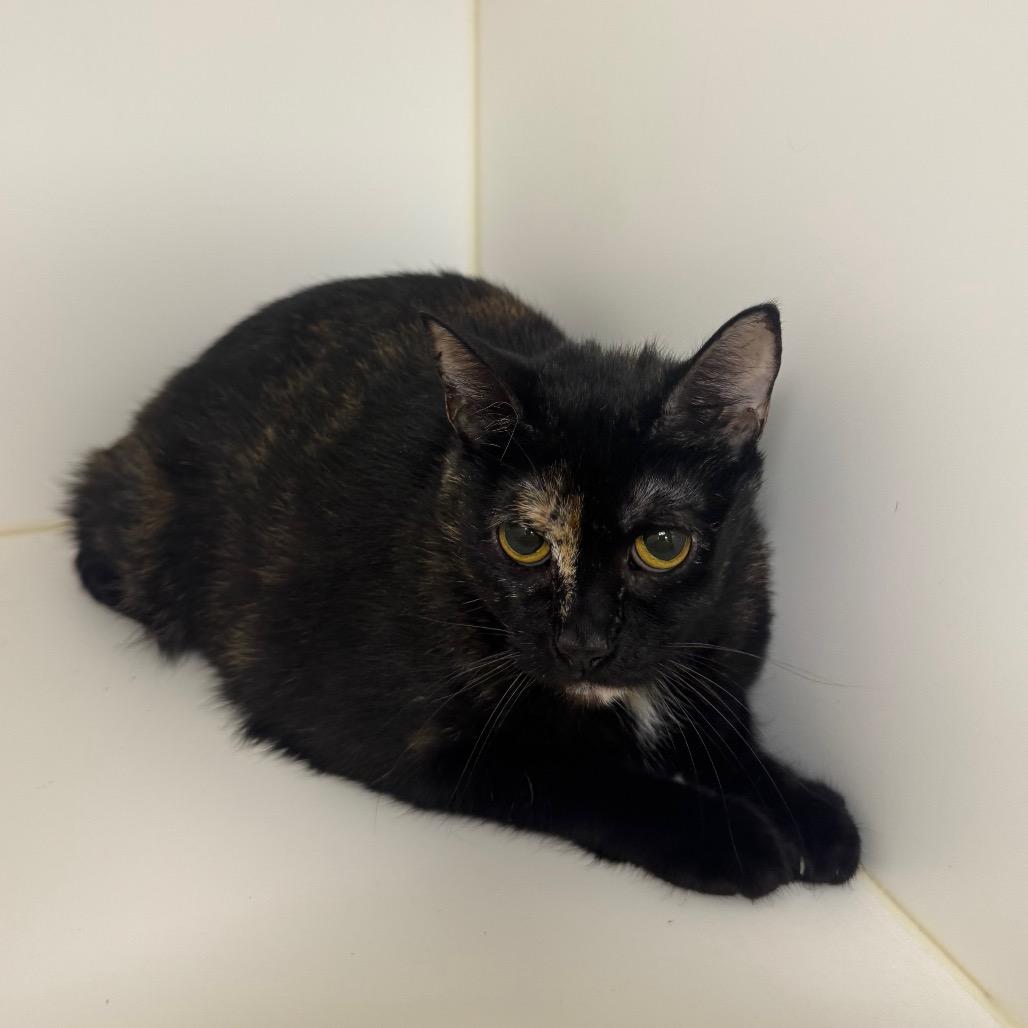 Enlarge Sabrina, a Adoptable Domestic Short Hair in West Palm Beach, FL image 3/4