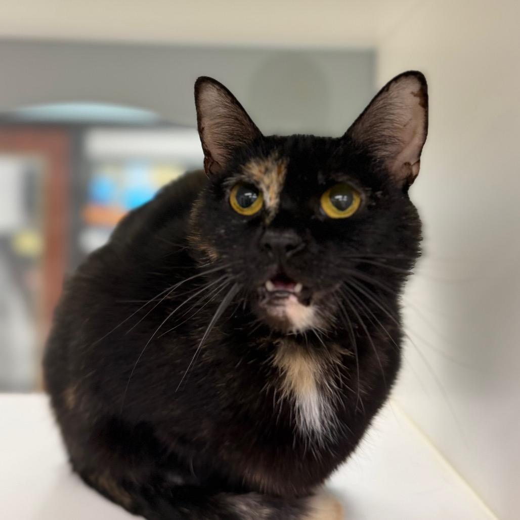 Enlarge Sabrina, a Adoptable Domestic Short Hair in West Palm Beach, FL image 4/4
