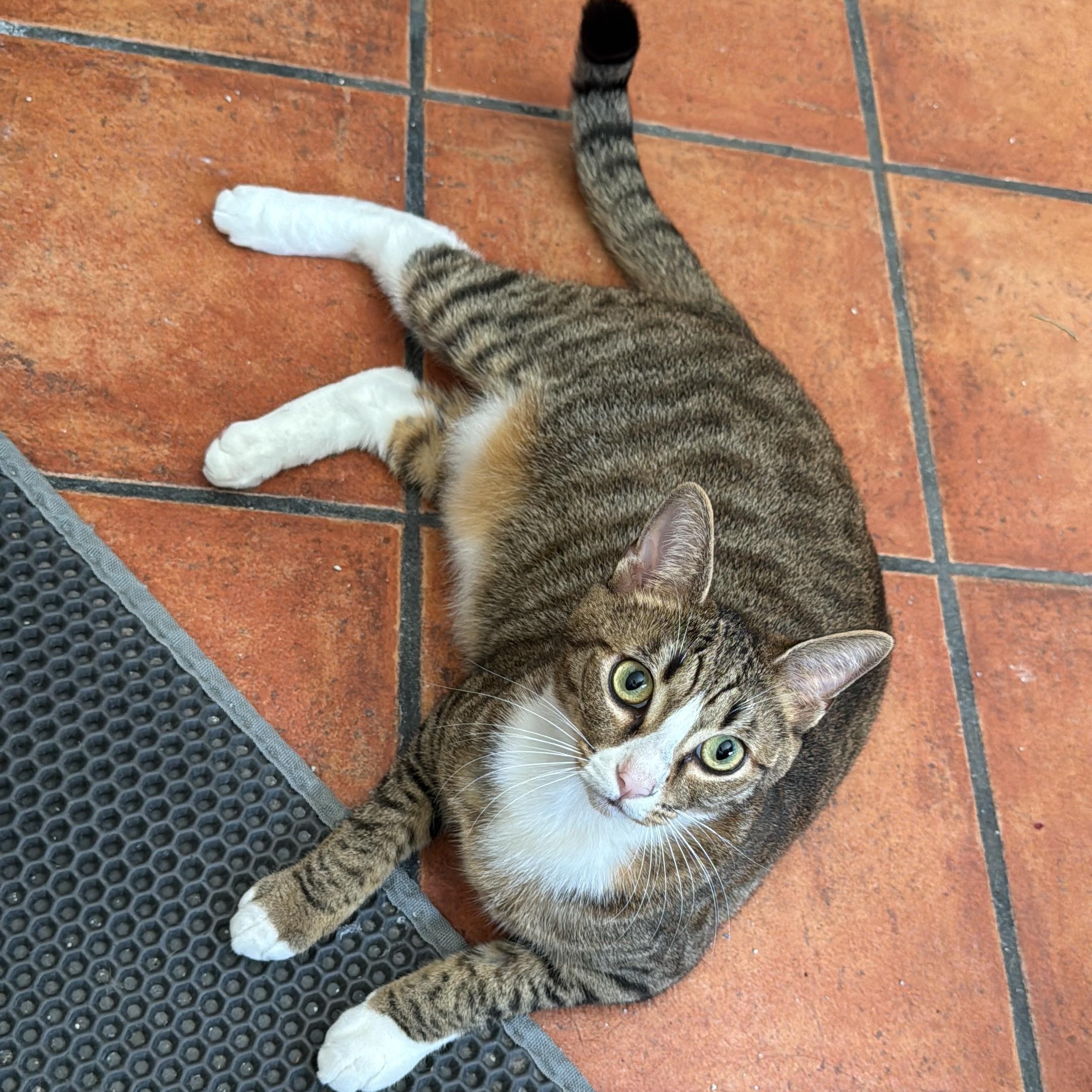 Ethan, a Adoptable Tabby in Salem, NH image 4/6