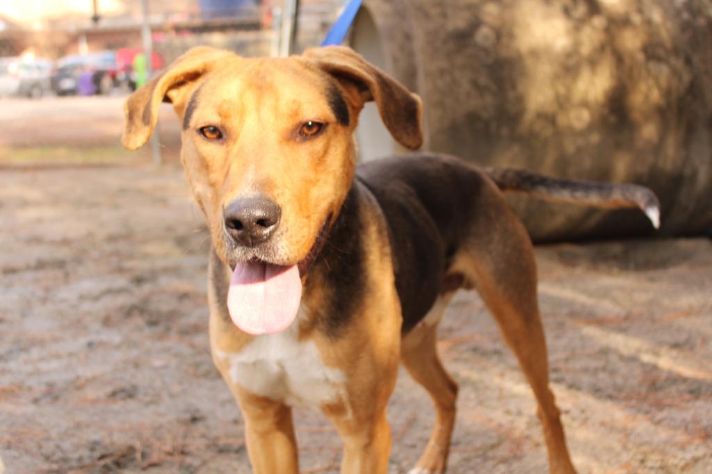 MARVEY, Adoptable, Young Male Mixed Breed.